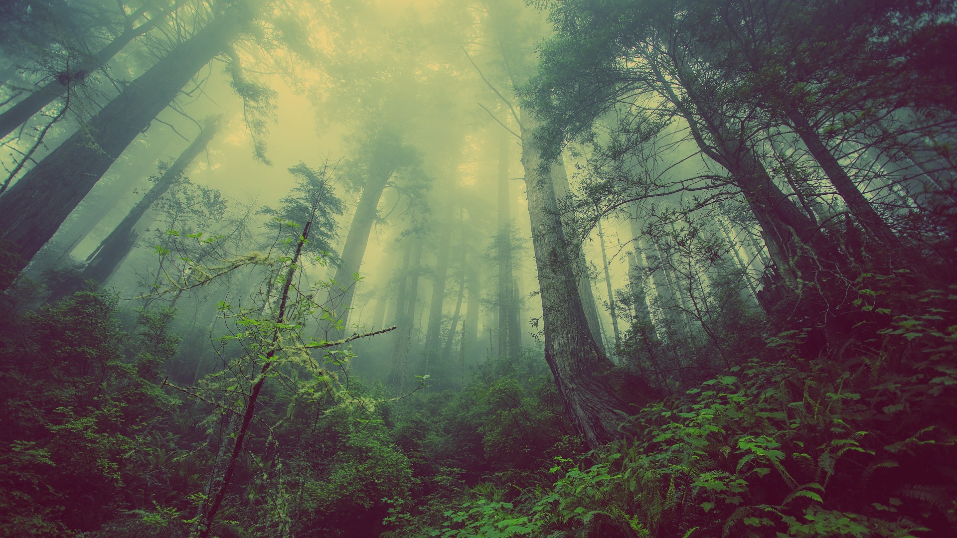 La poesia della settimana: Vi è un incanto nei boschi senza sentiero di Lord Byron