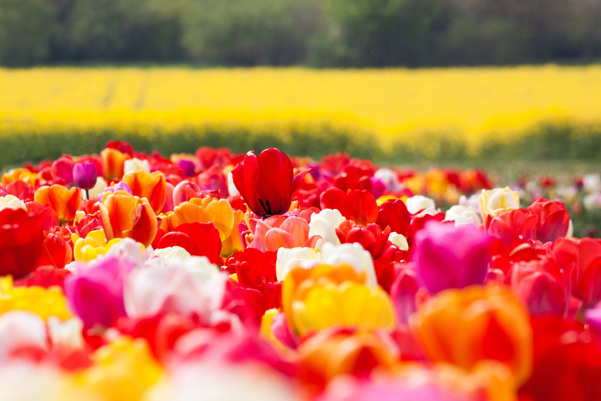 La poesia della settimana: Era di Maggio di Rabindranath Tagore