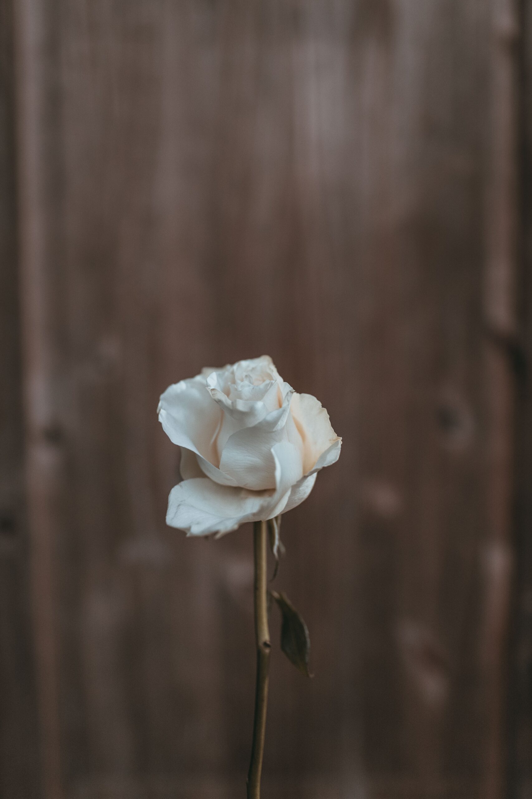 La poesia della settimana: Coltivo la rosa bianca di José Martí