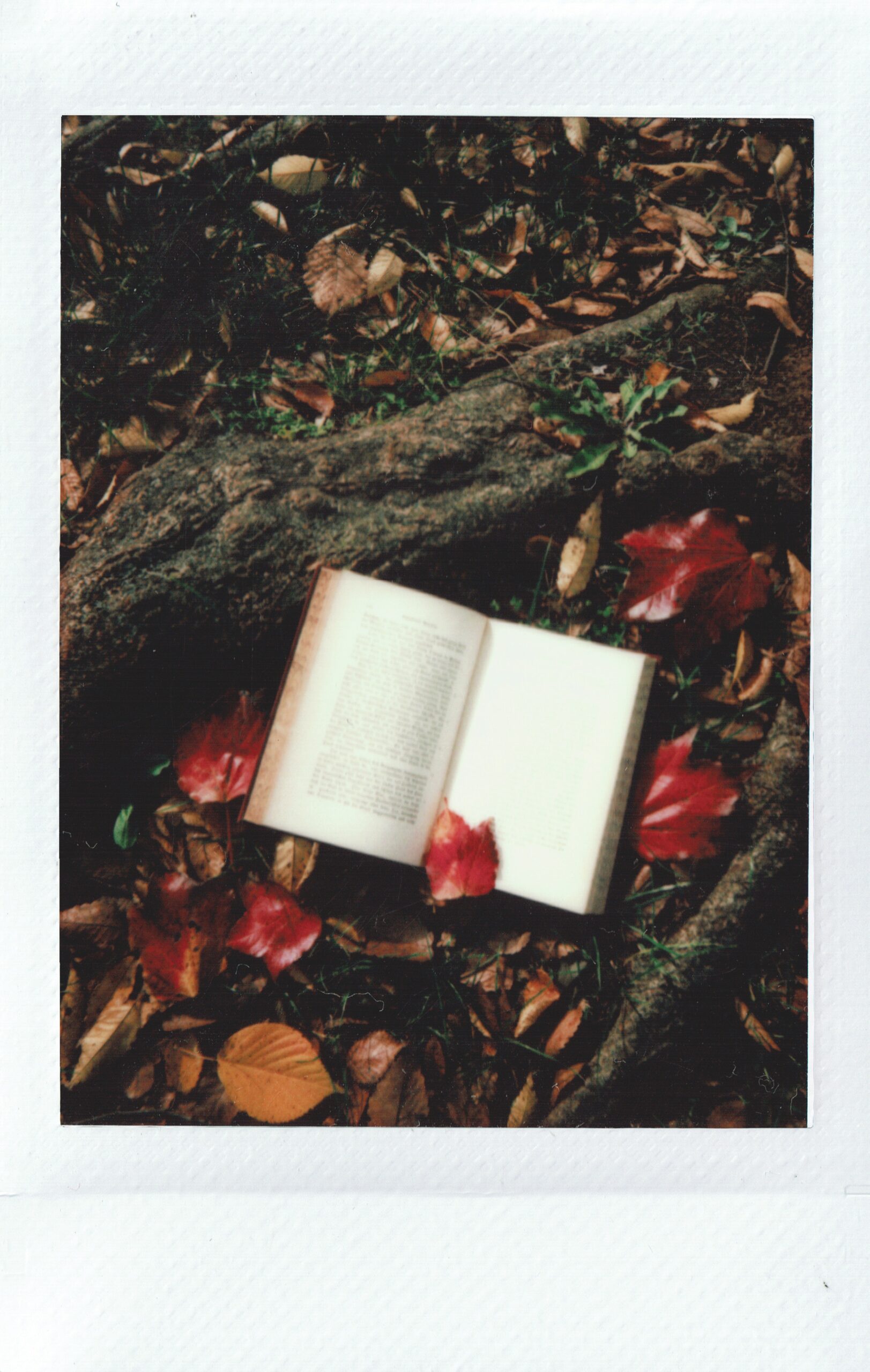 La poesia della settimana: All’autunno di John Keats
